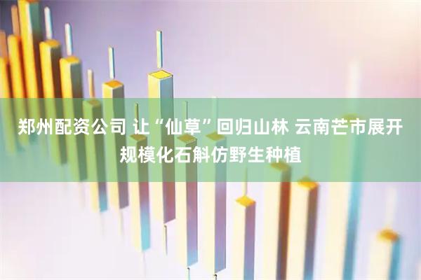 郑州配资公司 让“仙草”回归山林 云南芒市展开规模化石斛仿野生种植