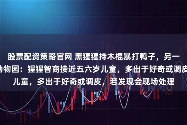 股票配资策略官网 黑猩猩持木棍暴打鸭子，另一只黑猩猩“劝架”，动物园：猩猩智商接近五六岁儿童，多出于好奇或调皮，若发现会现场处理